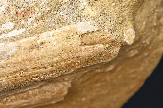 mâchoire partielle fossile reconstituée de mosasaurus 