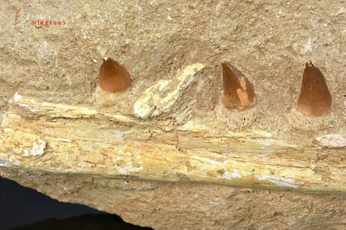 machoire reconstitue avec dents de mosasaurus