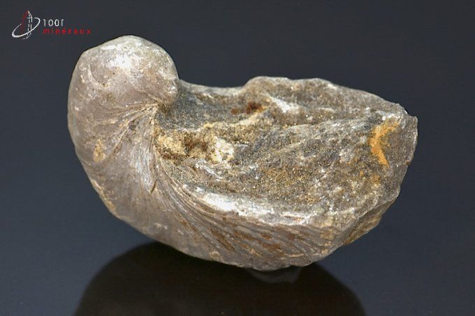 huitre fossile gryphaea
