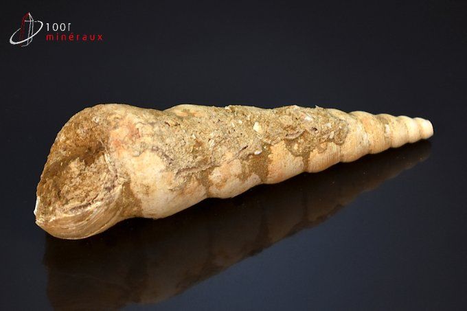 turritelle, coquillage fossile de France
