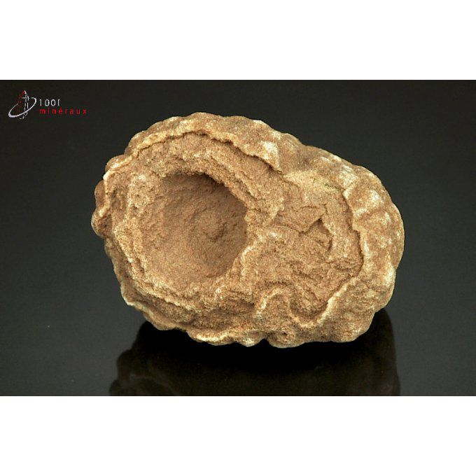 stromalite-fossile-maroc