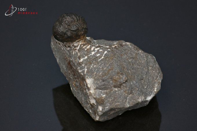trilobite phacops