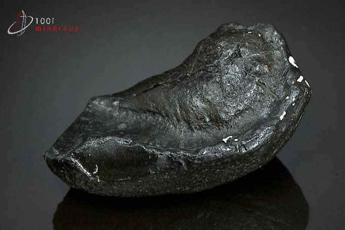 baleine-fossile