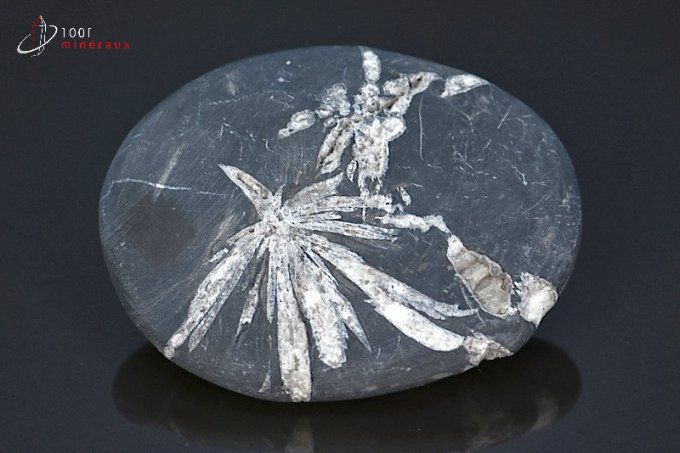 cristallisation blanche d'une chrysanthem stone