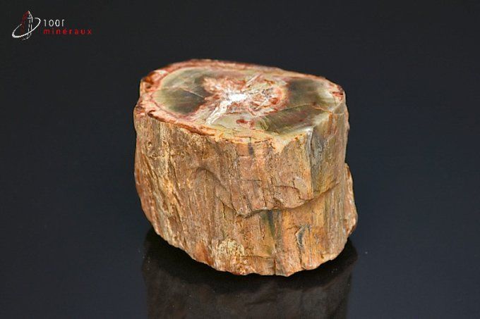 tronc de bois fossile