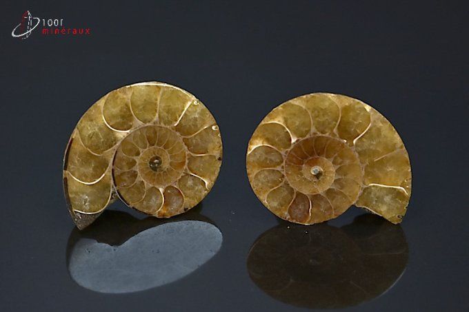 ammonite fossile cleoniceras