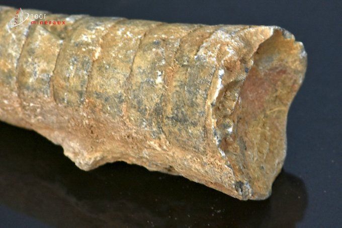 orthoceras fossiles