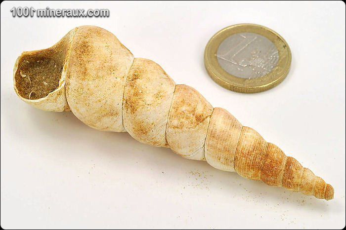 Turritelle - France - Fossiles 8.4 cm / 24g / AF878
