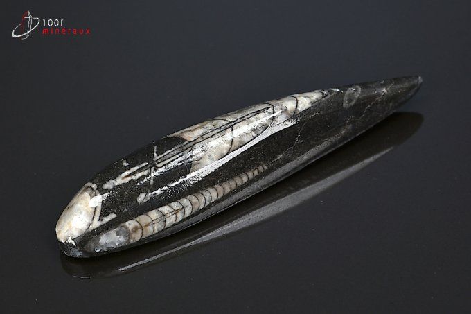 orthoceras_fossiles
