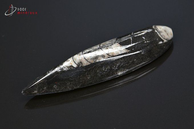 orthoceras_fossiles