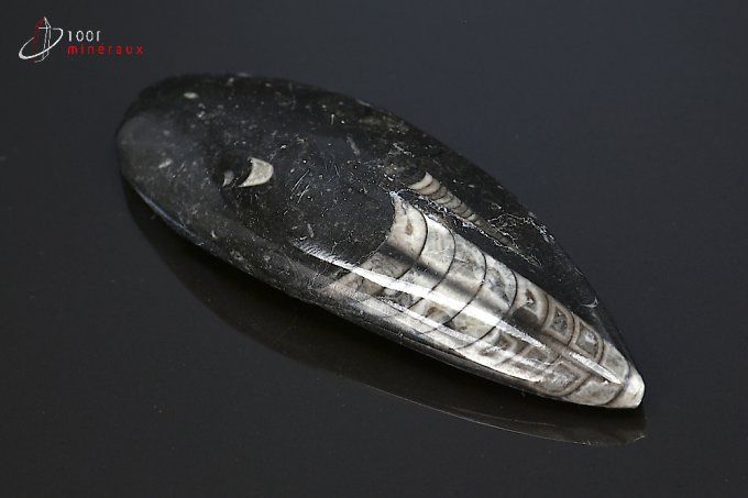 orthoceras_fossiles