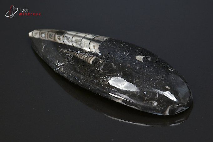 orthoceras_fossiles
