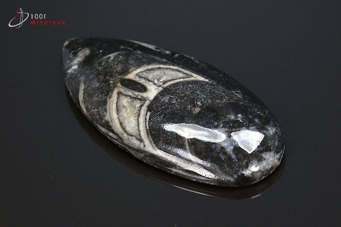 orthoceras_fossiles