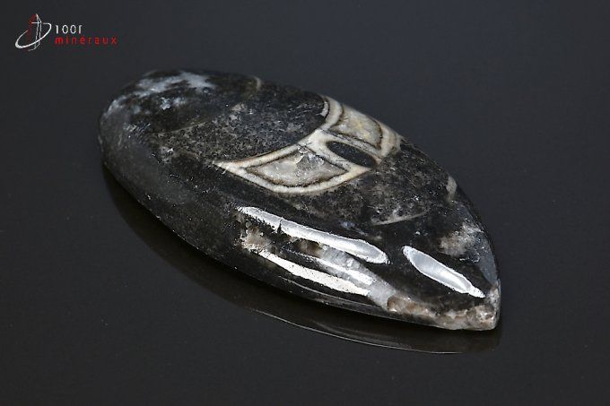 orthoceras_fossiles