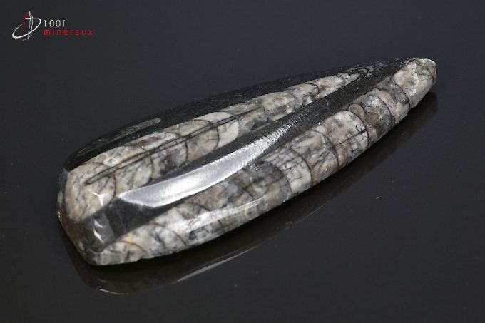 orthoceras_fossiles