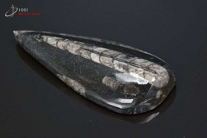 orthoceras_fossiles