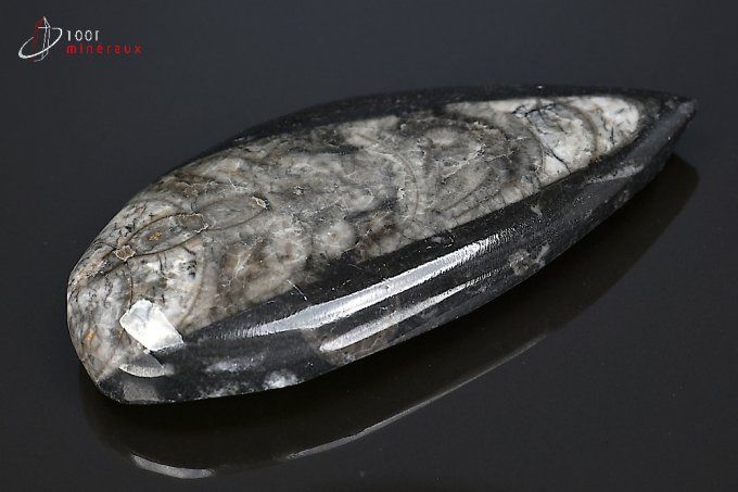 orthoceras_fossiles
