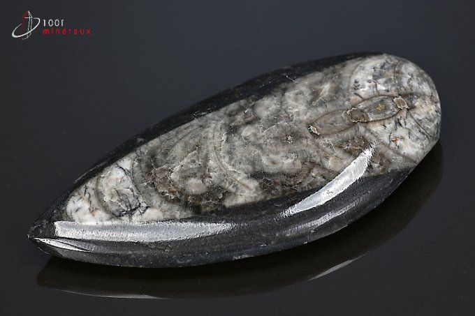 orthoceras_fossiles