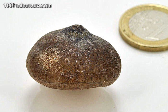 Dent de globidens fossile - Maroc - Fossiles 3 cm / 17g / AG703