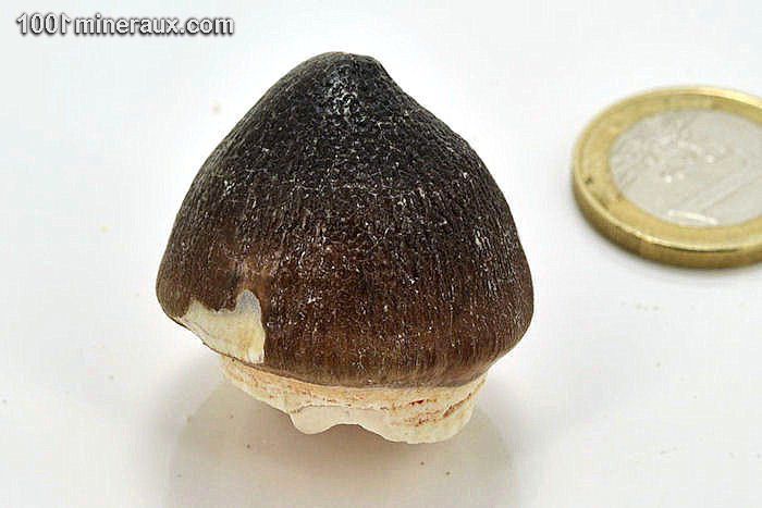 Dent de globidens fossile - Maroc - Fossiles 3 cm / 25g / AG705
