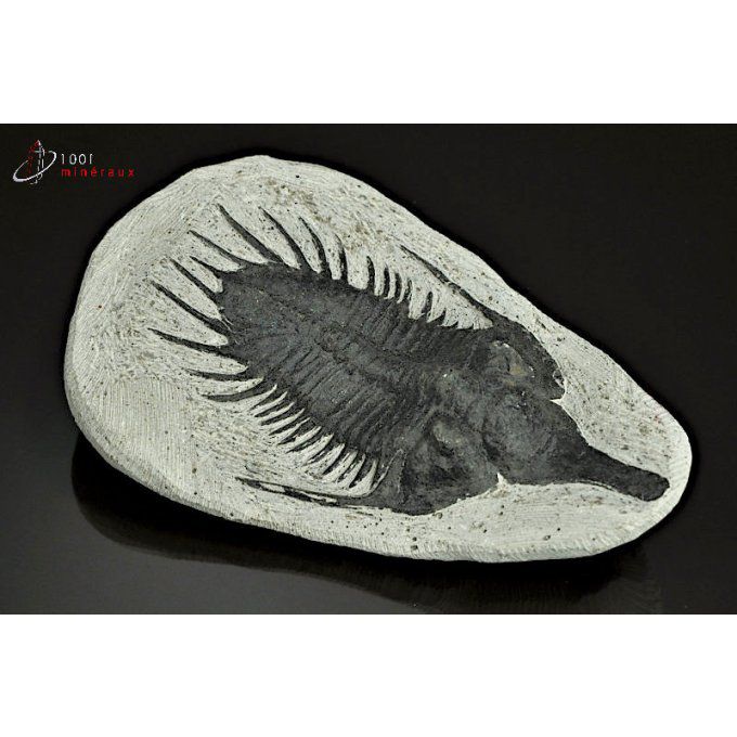 reproduction-trilobite-Maroc