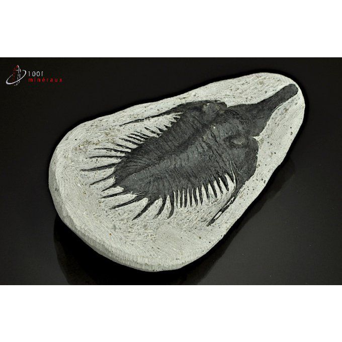 reproduction-trilobite-Maroc