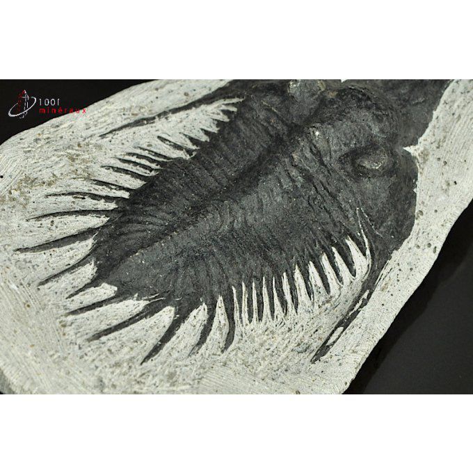 reproduction-trilobite-Maroc