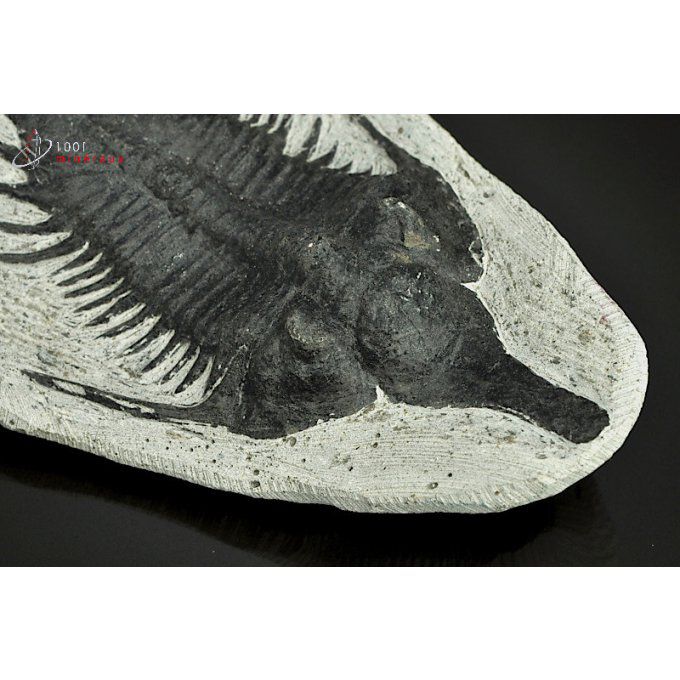 reproduction-trilobite-Maroc