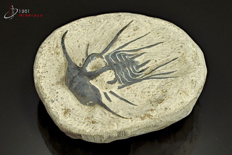 REPRODUCTION d'un Trilobite Dicranurus monstrosus - Maroc - Fossiles 10,2 cm / 385g / AG781