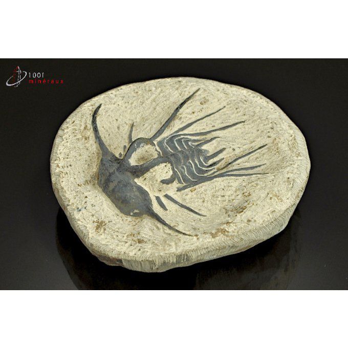 reproduction-trilobite-maroc