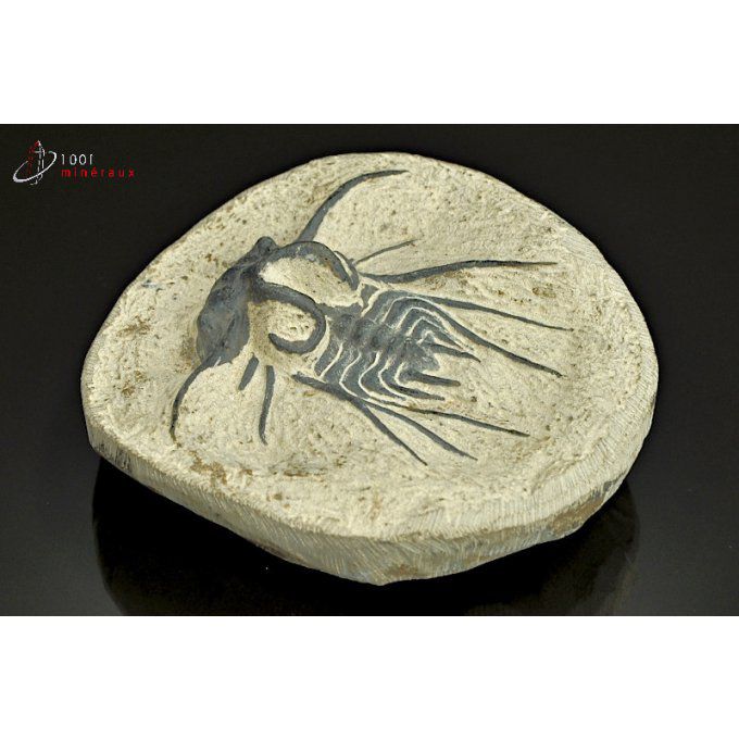 reproduction-trilobite-maroc