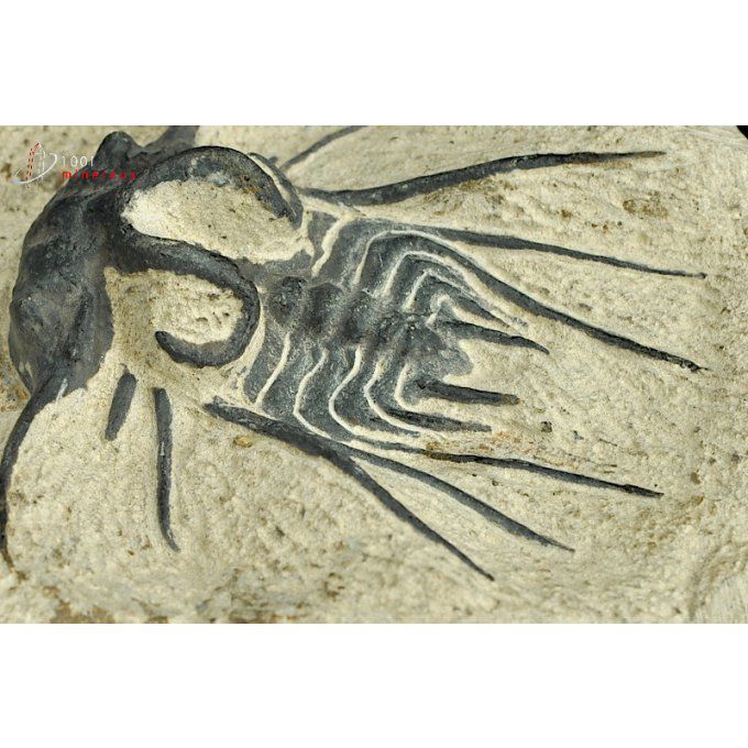 reproduction-trilobite-maroc