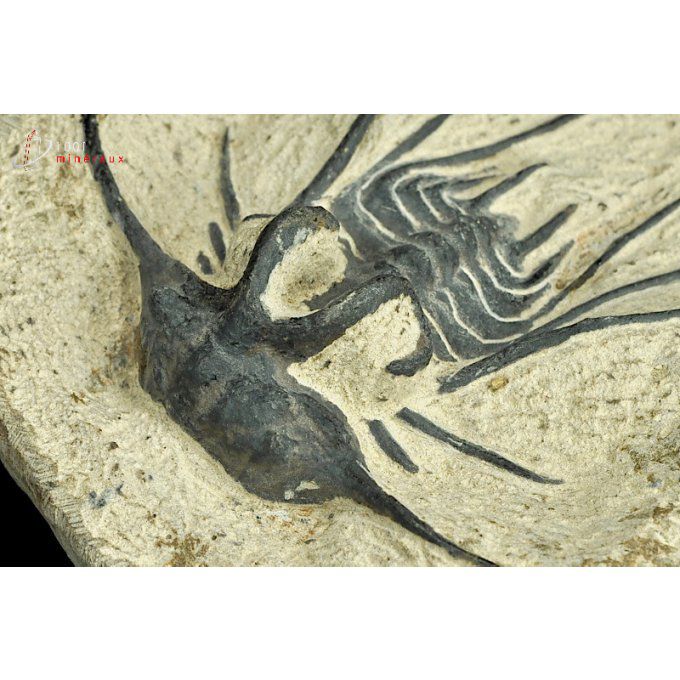 reproduction-trilobite-maroc