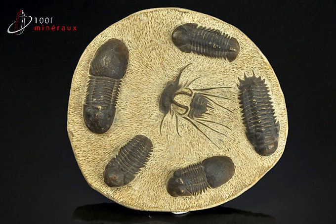 trilobite-reproduction-decoration