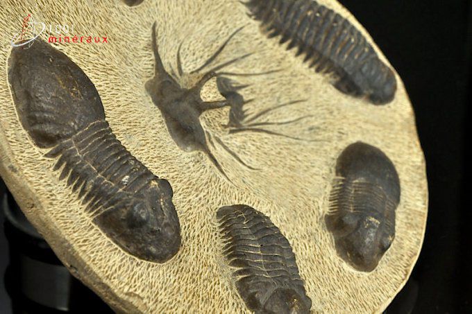 trilobite-reproduction-decoration