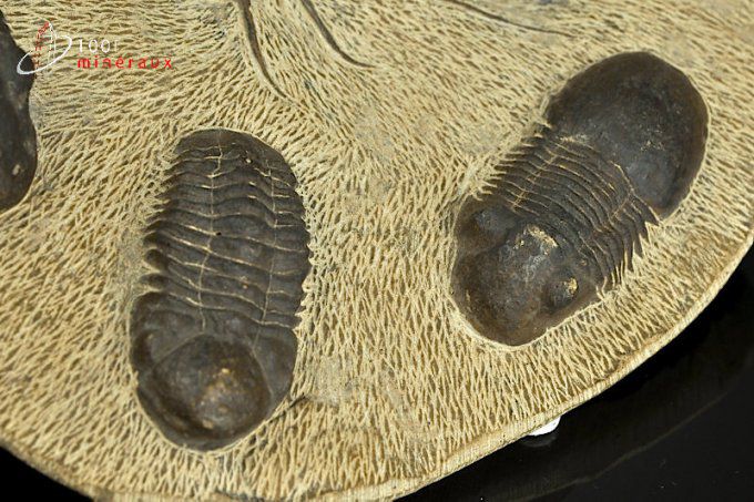 trilobite-reproduction-decoration