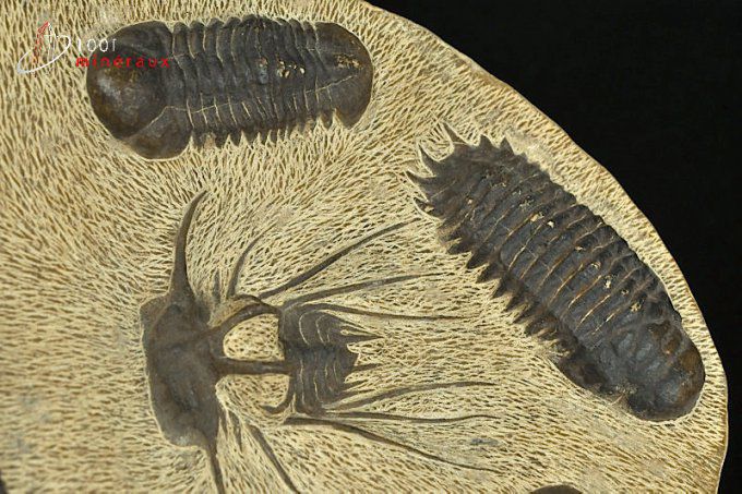trilobite-reproduction-decoration