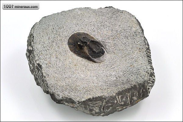 Trilobite Harpes sur gangue - Maroc - Fossiles 3,6 cm / 631g / AG804