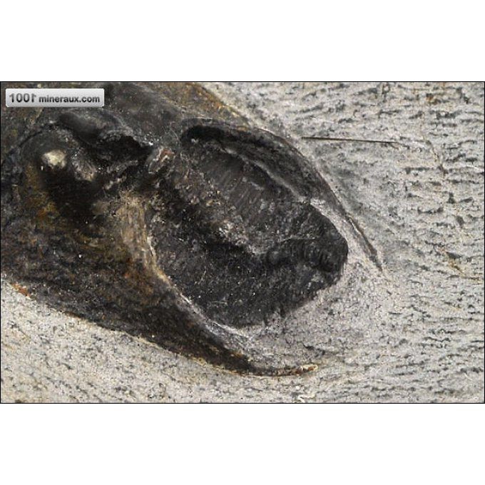 trilobite-harpes-fossiles-maroc