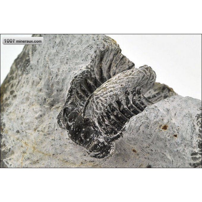 trilobite-leonaspis-fossiles-maroc