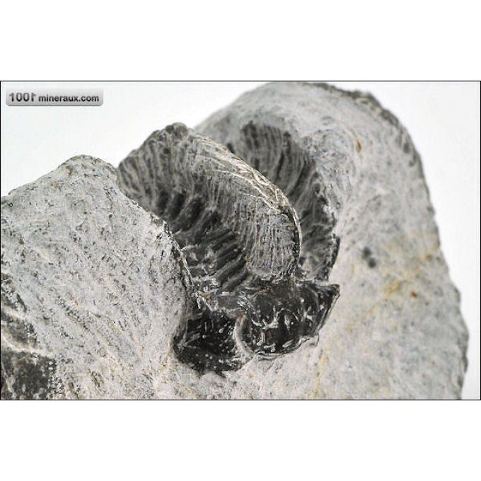 trilobite-leonaspis-fossiles-maroc