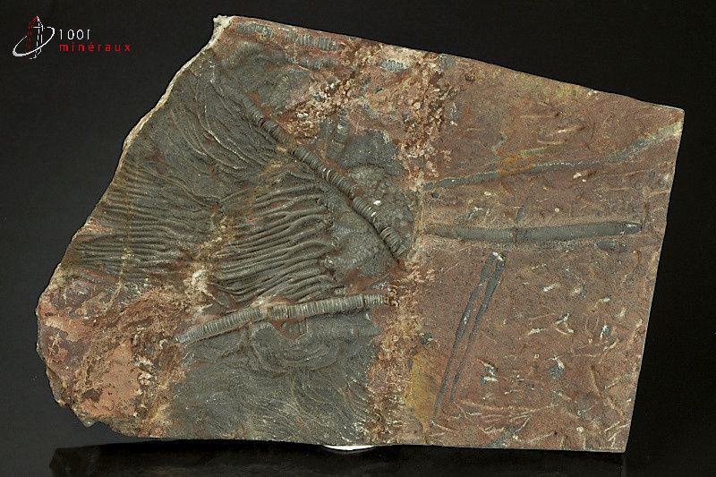 Crinoïdes - Maroc - Fossiles 26 cm / 1960g / AG833
