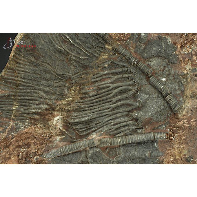 crinoides-fossiles-maroc
