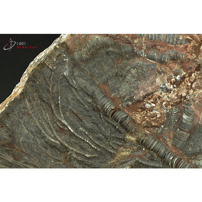 crinoides-fossiles-maroc