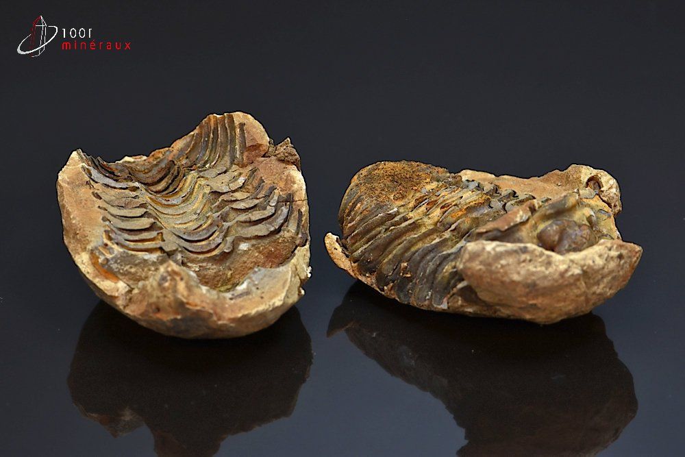 Trilobite Calymene en nodule - Maroc - Fossiles 6 cm / 107g / AG836