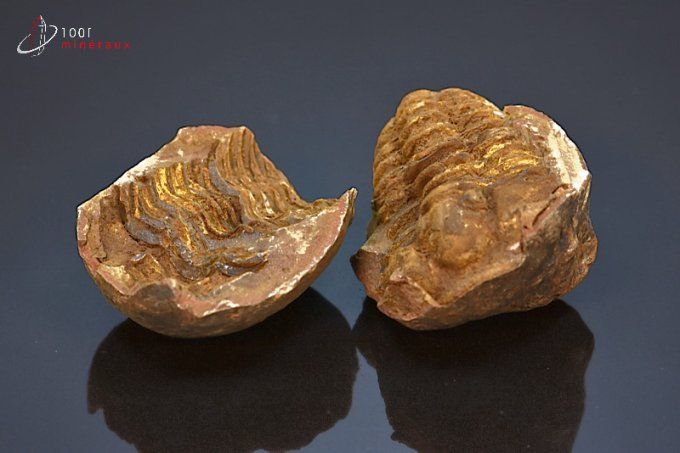 trilobite-calymene-nodule