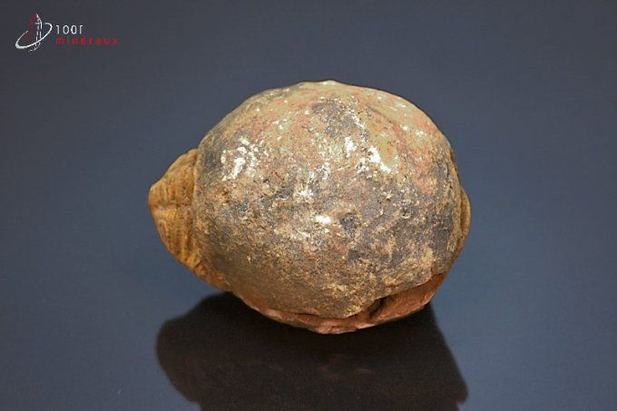 trilobite-calymene-nodule