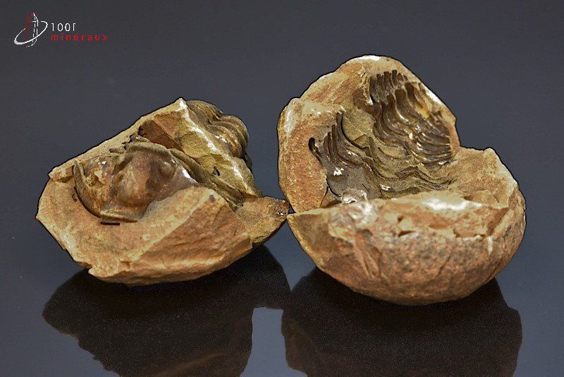 Trilobite Calymene en nodule - Maroc - Fossiles 5.5 cm / 208g / AG847