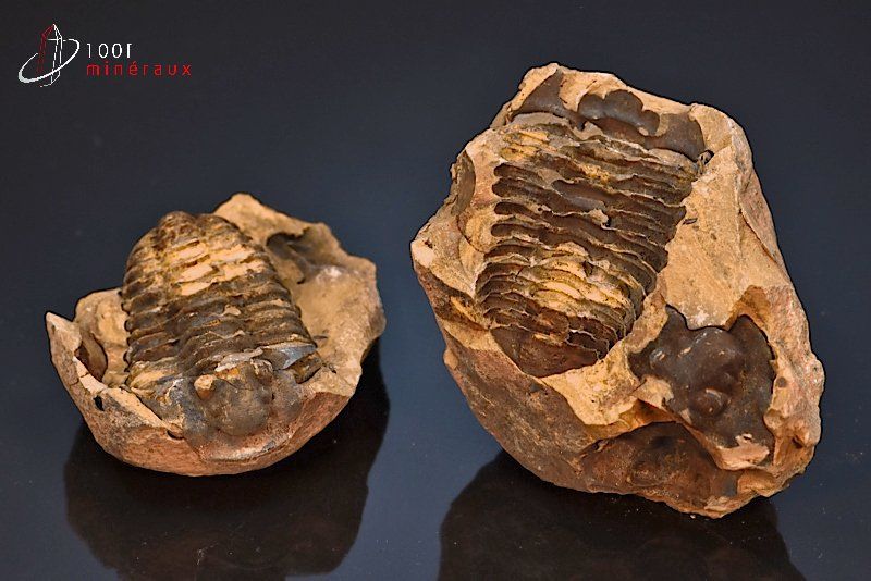 Trilobite calymène en nodule - Maroc - Fossiles 8,2 cm / 277g / AG851