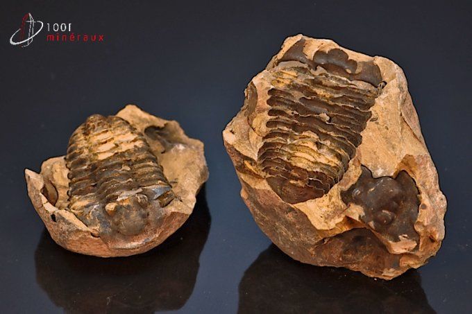 trilobite-calymene-fossiles